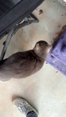 Benji the Stray Cat's Meow Sounds Like an Angry Grandpa