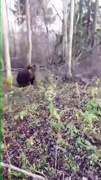 Quand tu rencontres un gros ours brun en forêt