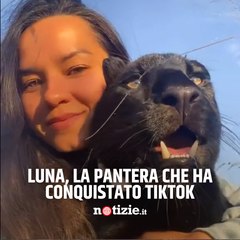 Luna, la pantera che sta conquistando TikTok