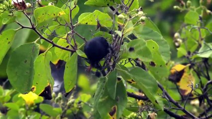 Spectacular Wildlife in the Galapagos Islands