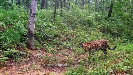 Primorsky Krai - The Land of Tigers and Leopards