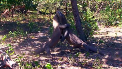 An endangered Apex Predator and other Animals in Search of a Mate