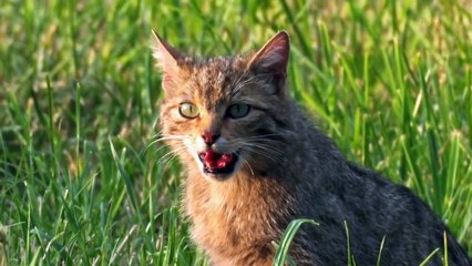 The Lynx - Spectacular Wildlife and a rare Hunter in the Bohemian Forest