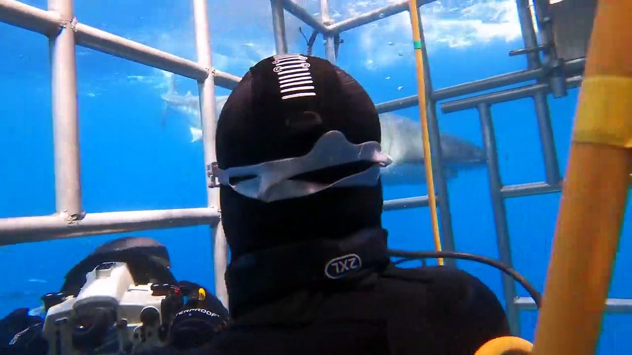 Amazing Insights into the Fascinating World of Underwater and Shark Filming