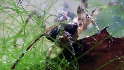 MicroPlanet - Untouched Wildlife in the Okefenokee National Wildlife Refuge