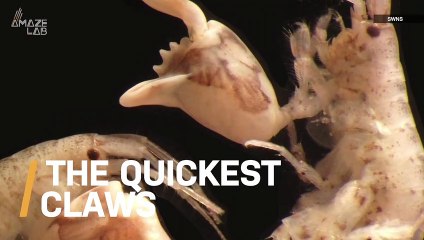 Are We Looking At Some of the Quickest Creatures in the World?