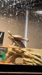 Turtles Do Yoga on Basking Rock