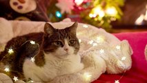 When it comes to the holiday season, 81% of pet owners state their pet makes all holidays better