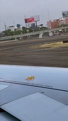 Pigeon Surprised by Planes High Speeds