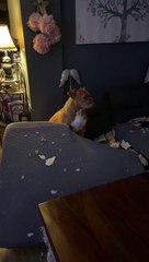 Gertie the Pup Tears Up Old Dictionary