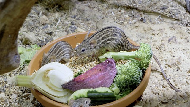 Finest Detail 12K HDR 60fps - Dolby Vision IQ -