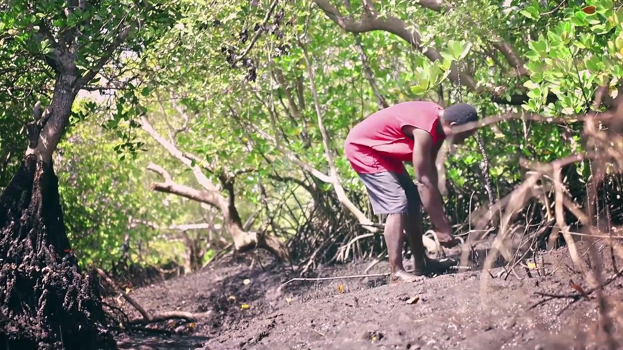 Giving Nature A Voice - Saltwater Survivors - Saving Kenya's Mangroves