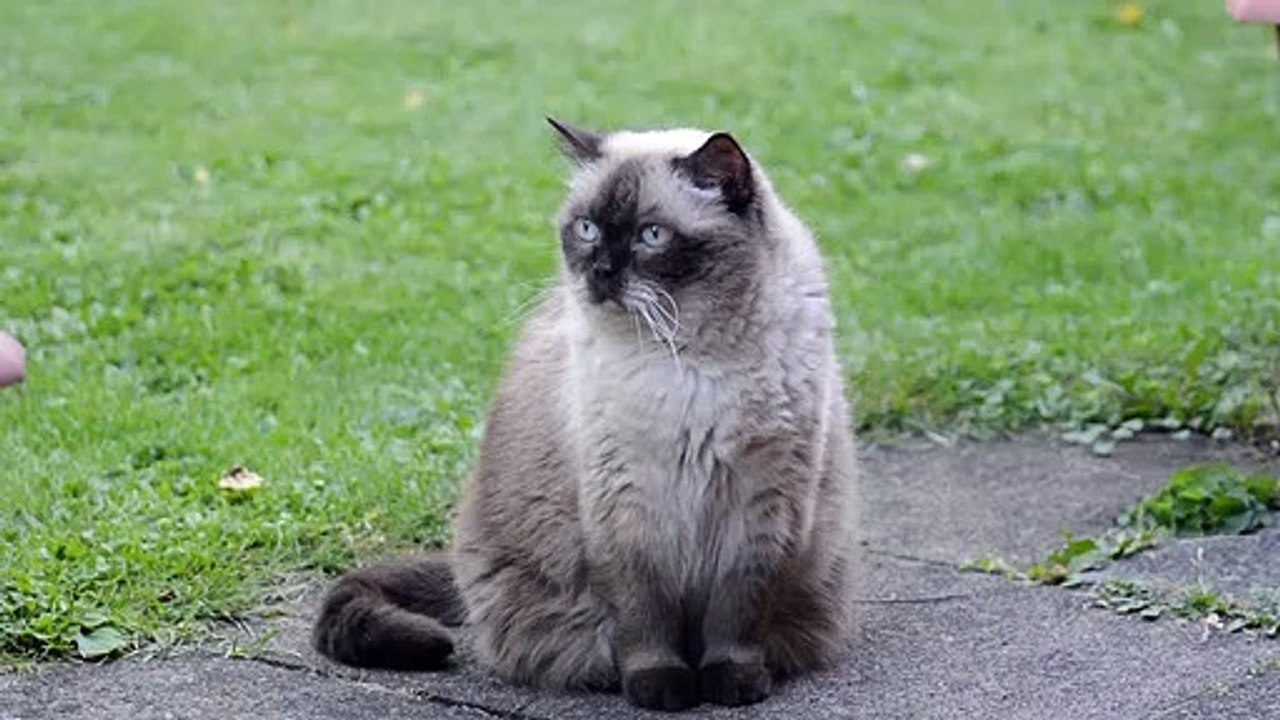 cute big brown cat