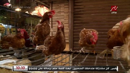 تراجع سعر كرتونة البيض لـ 68 جنيها وانخفاض سعر البانيه لـ 80 جنيها بالرغم من زيادة أسعار الدواجن.. رئيس شعبة الدواجن باتحاد الغرف التجارية يفسر