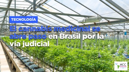 El cannabis medicinal se abre paso en Brasil por la vía judicial