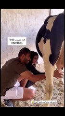 فوز العتيبي تتعلم حلب البقر