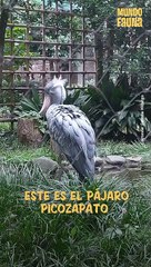 Pájaro picozapato: la imponente y solitaria ave de África
