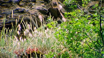 Apollo - one of Europe's most beautiful butterflies
