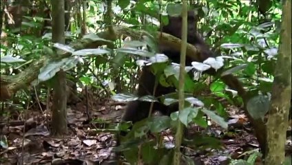 Gorillas - Kings of the jungle