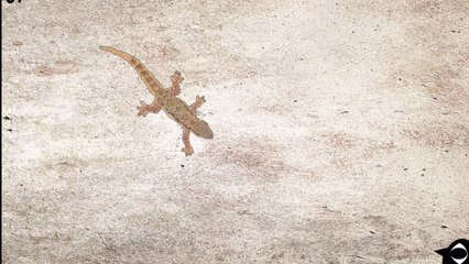 CAT GAMES FOR KITTEN (INCLUDING ATTRACTIVE SOUND) - gecko lizard hunter (Level 2)