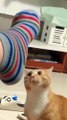 Cute & Crazy Cats Funny Fail ops Moments Viral Clips #shorts Video #trending #animals #funny #reels
