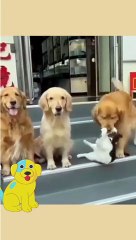Cat and Dog try to settle Together #Funny Animal #Funny Video #Kids #Child