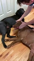 Dog Childhood Friend #Funny Animal #Funny Video #Kids #Child