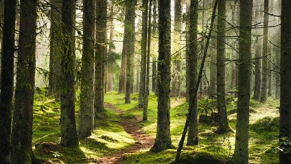 10 Minutes Of Peaceful Forest Sounds For Meditation