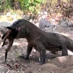 Komodo Dragons have already consumed one goat, but they're still looking for more.