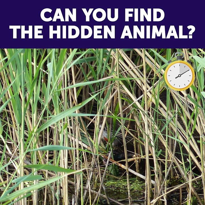 12 Fun Trivia Questions And Answers. Awesome quiz games!