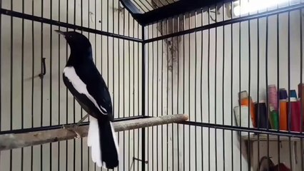 KACER GACOR FULL EMOSI TINGGI