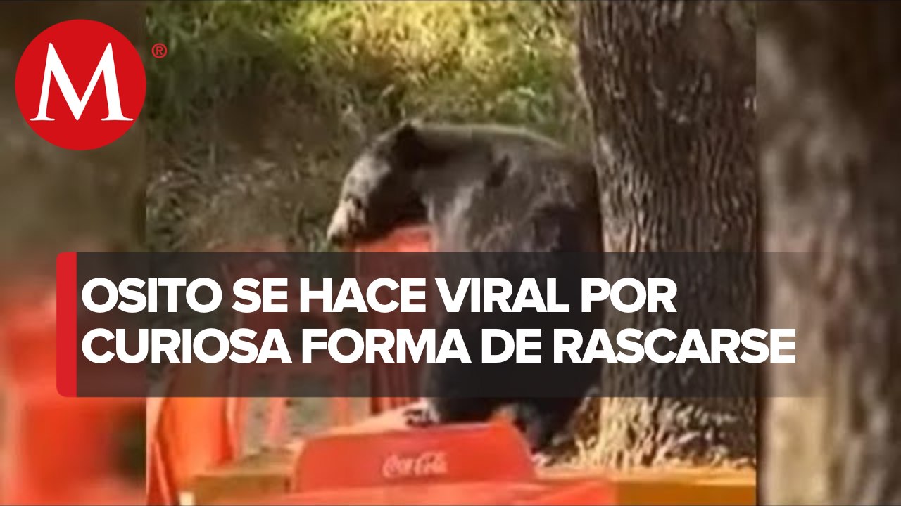 Avistamiento de osos en área metropolitana de Nuevo León; cada vez más común