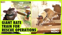 Giant rats train for rescue operations | Next Now