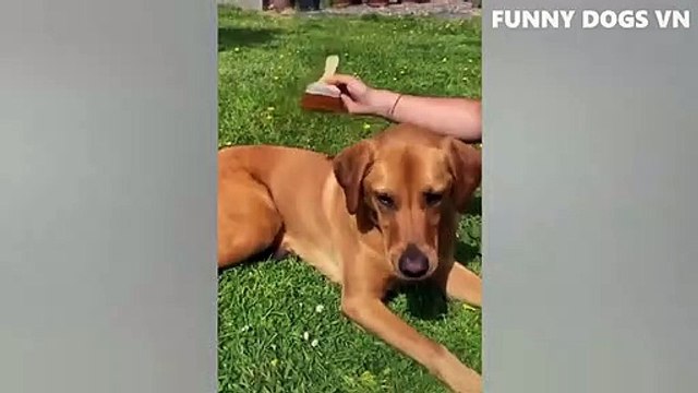 Funniest Animals Video Funny Dogs And Cats Try Not To Laugh Animals 2022_480p (4)