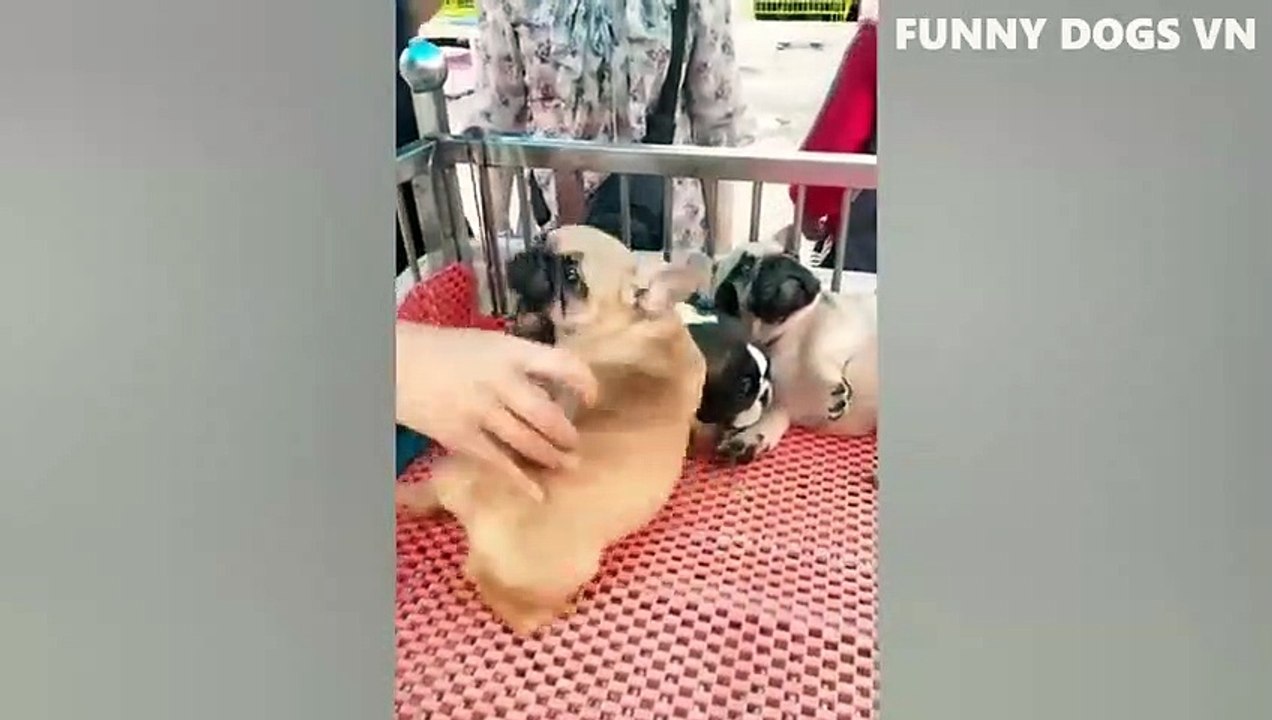 Funniest Animals Video  Funny Dogs And Cats  Try Not To Laugh Animals 2022_480p (5)