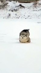 Alaskan malamute Super cute Dan Lucu