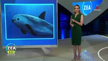 No está a discusión nuevo plan de protección a vaquita marina: CITES