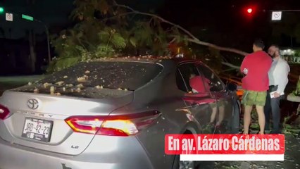 Un camión le cerró el paso a una camioneta que terminó derribando un árbol esto en Lázaro Cárdenas