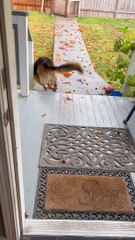 Squirrel Gives German Shepherd a Workout