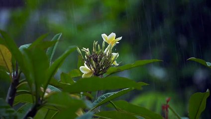 Close-up shot of rain falling on a flower and a very beautiful view