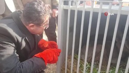 2 dağ keçisi ve 3 kızıl şahin tedavilerinin ardından doğal yaşamlarına bırakıldı