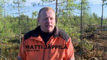 Schützen, abholzen oder beides? Finnland streitet über die Nutzung seiner Wälder