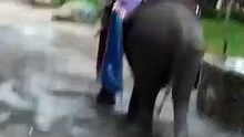 naik gajah di malang zoopark