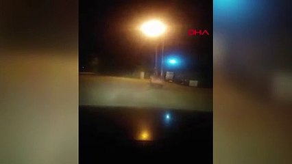 Artvin'de boz ayı sokağa indi