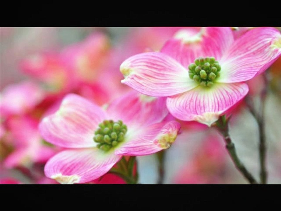 REMIX-Wolfgang Amadeus Mozart-Sonata No. 11 A major