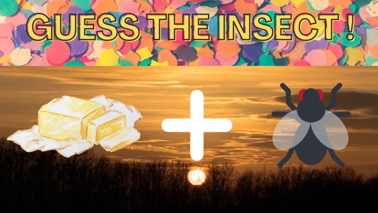 Guess The Insect !!