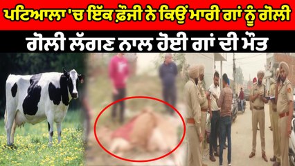ਪਟਿਆਲਾ 'ਚ ਇੱਕ ਫ਼ੌਜੀ ਨੇ ਕਿਉਂ ਮਾਰੀ ਗਾਂ ਨੂੰ ਗੋਲੀ | OneIndia Punjabi