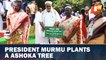 President Droupadi Murmu Plants Ashoka Tree In Raj Bhawan In Bhubaneswar, Odisha