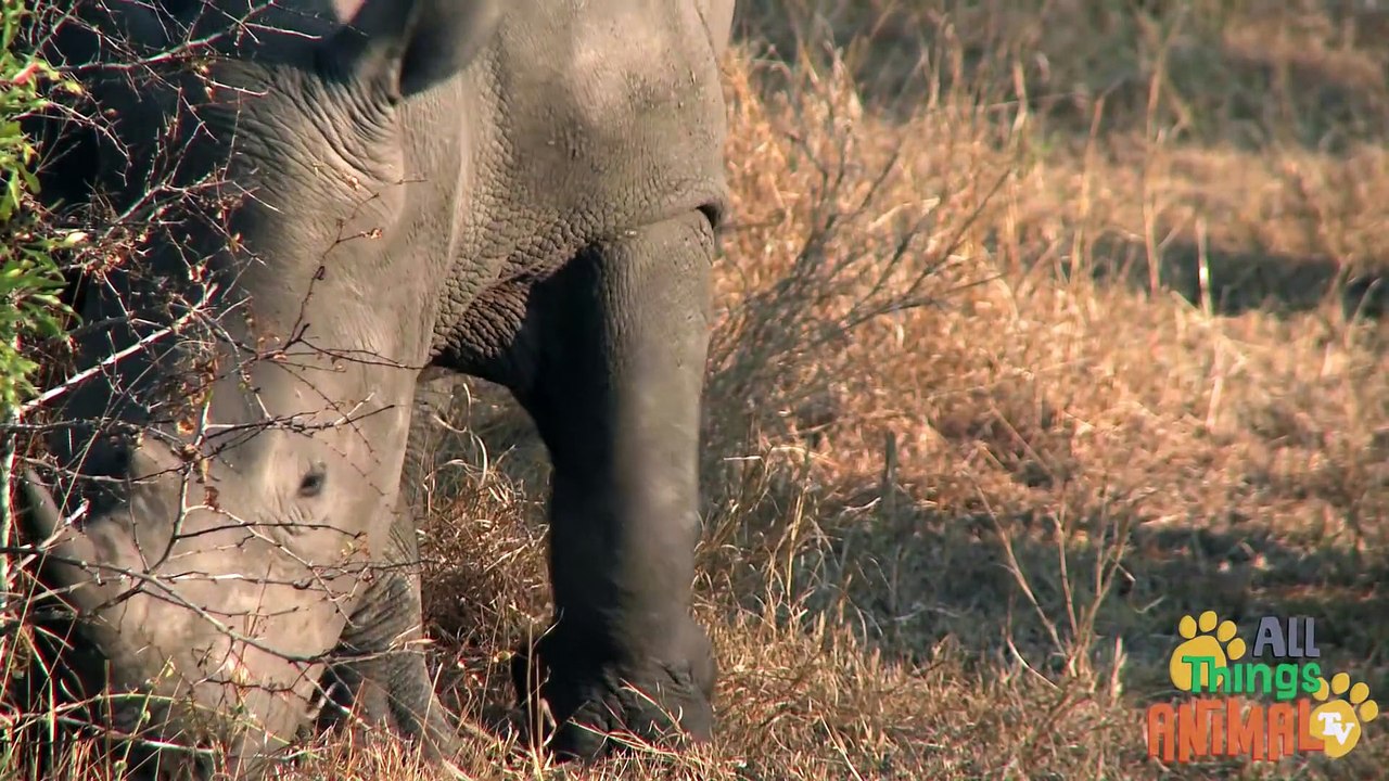 _ RHINOCEROS _ _ Animals For Kids _ All Things Animal TV_Full-HD