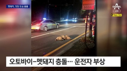 도로에 아파트까지…가을만 되면 도심 휘젓는 멧돼지